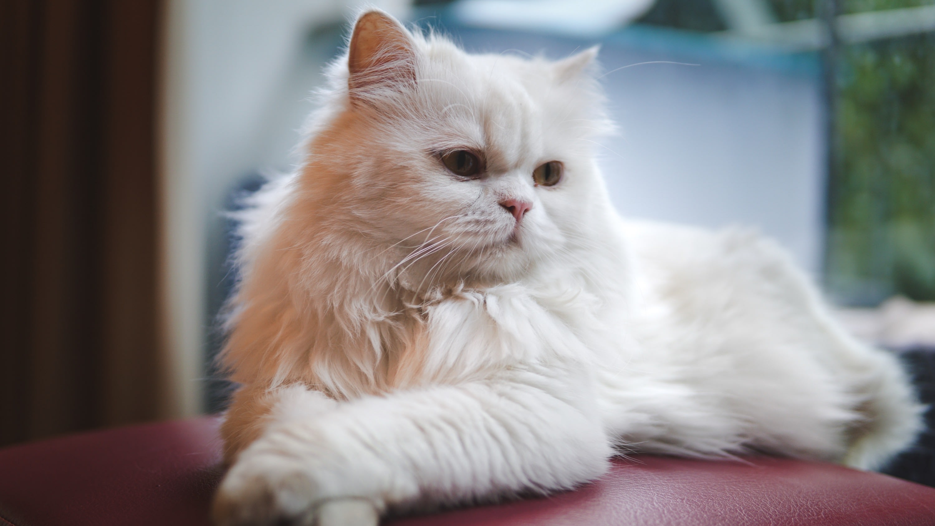 Kucing Masuk Ke Studio Saat Presenter Sedang Membawakan Acara