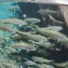中部溪流釣技經驗分享