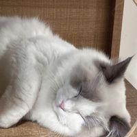小哥哥藥師炒股群