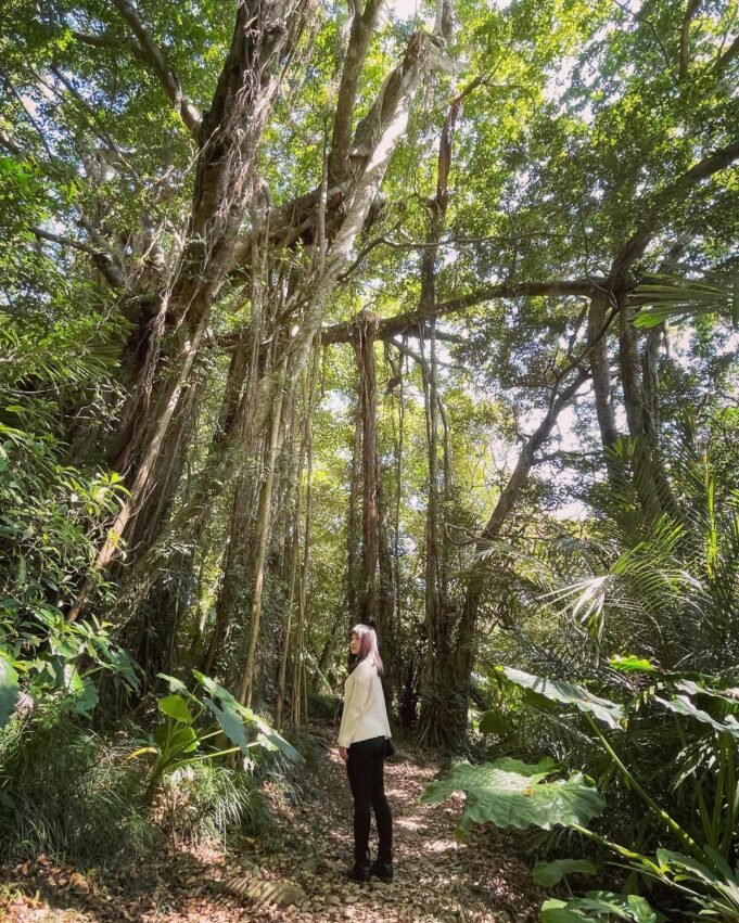 雙流國家森林遊樂區 白榕步道