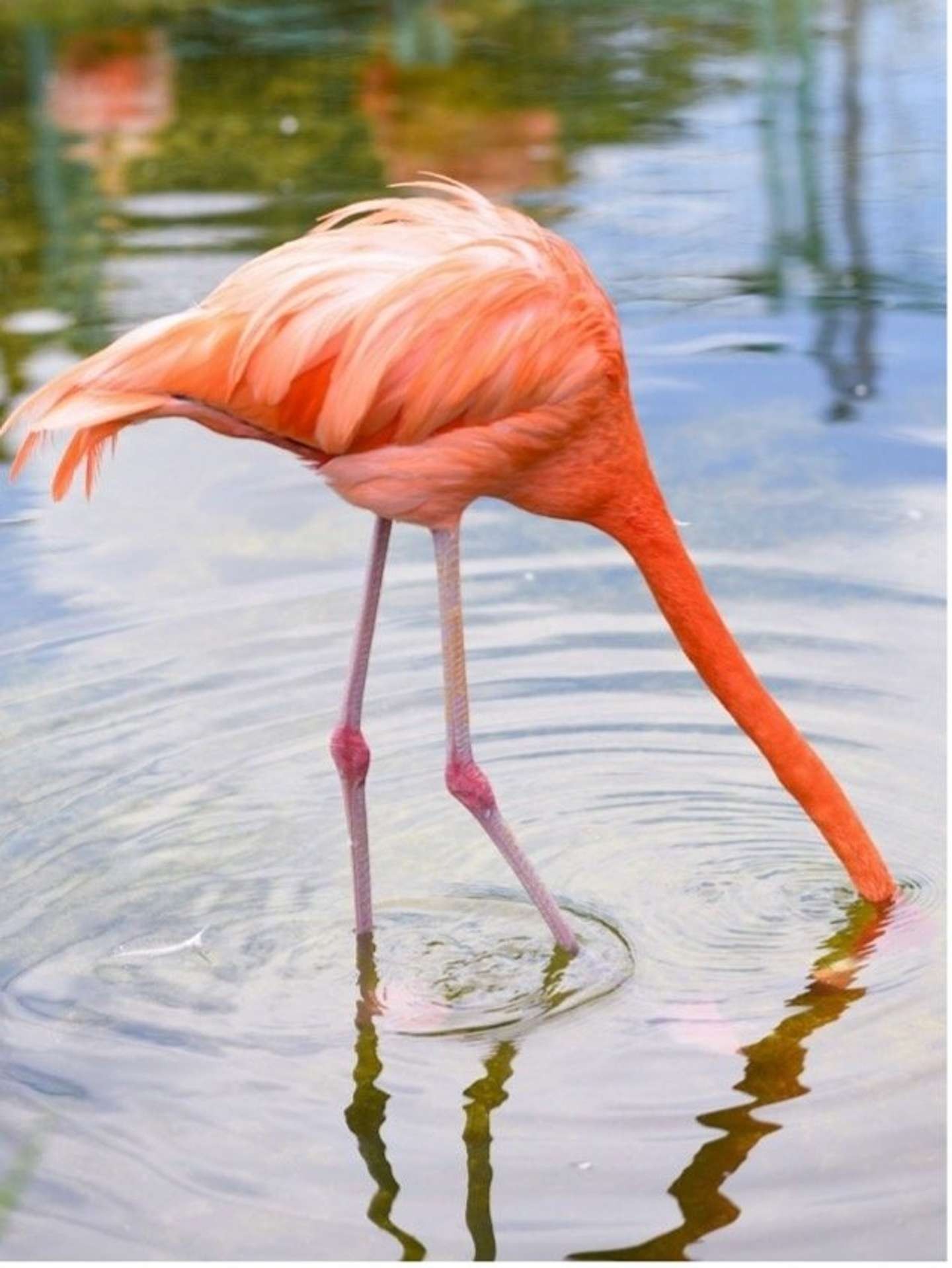 見てるこっちが鼻痛い 頭をズッポリ水に突っ込むフラミンゴに反響 どういう行動 動物園に聞いた Jタウンネット