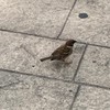 ただの雑談部屋