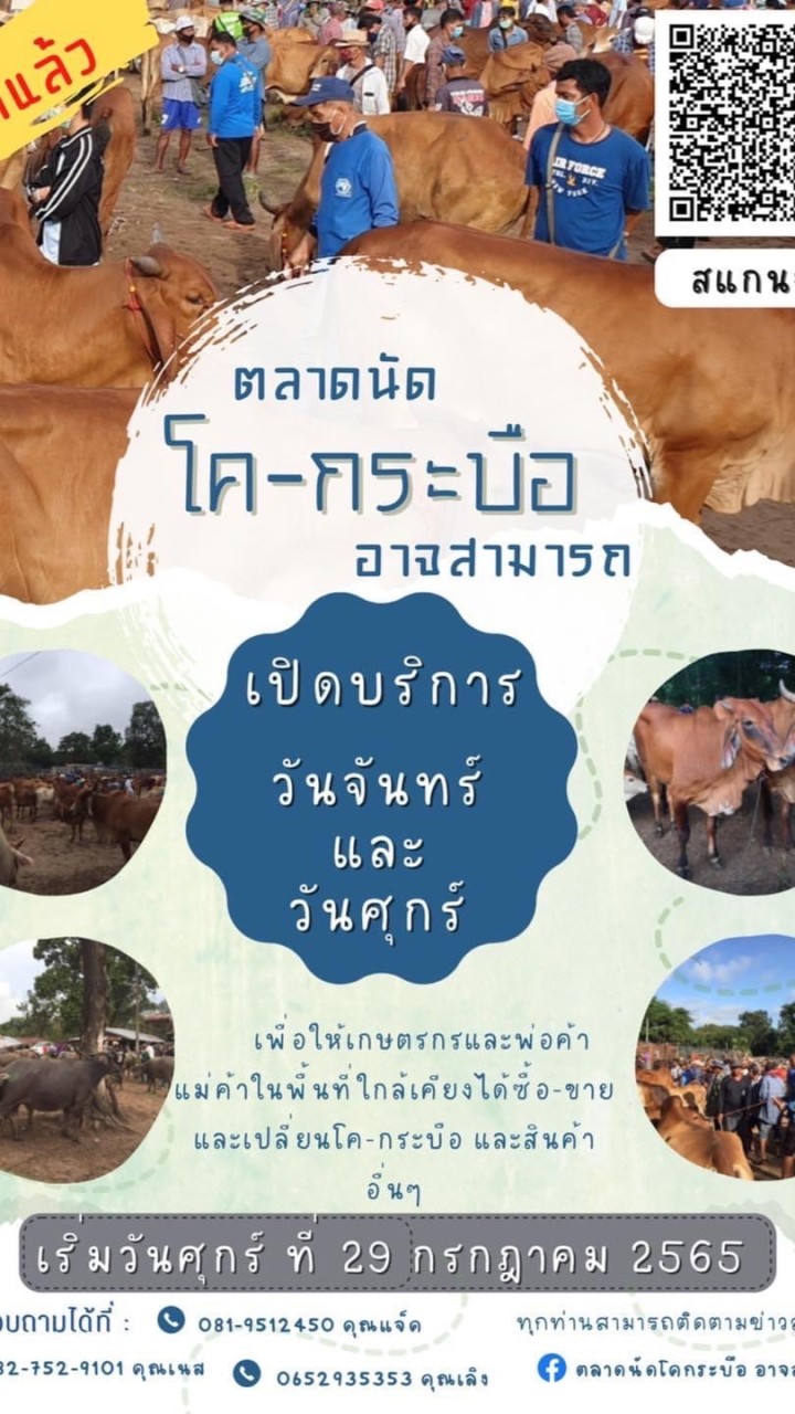 ตลาดนัดโคกระบือ/ตลาดนัดชุมชนบ้านหงส์ทอง🐄