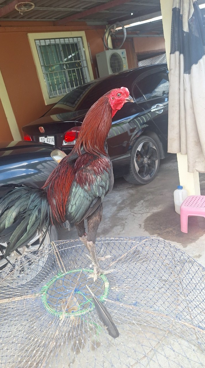 ไก่ชนพม่าแม่สะเรียงแม่นตา (ประเทศไทย🇹🇭)