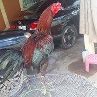 ไก่ชนพม่าแม่สะเรียงแม่นตา (ประเทศไทย🇹🇭)