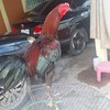 ไก่ชนพม่าแม่สะเรียงแม่นตา (ประเทศไทย🇹🇭)
