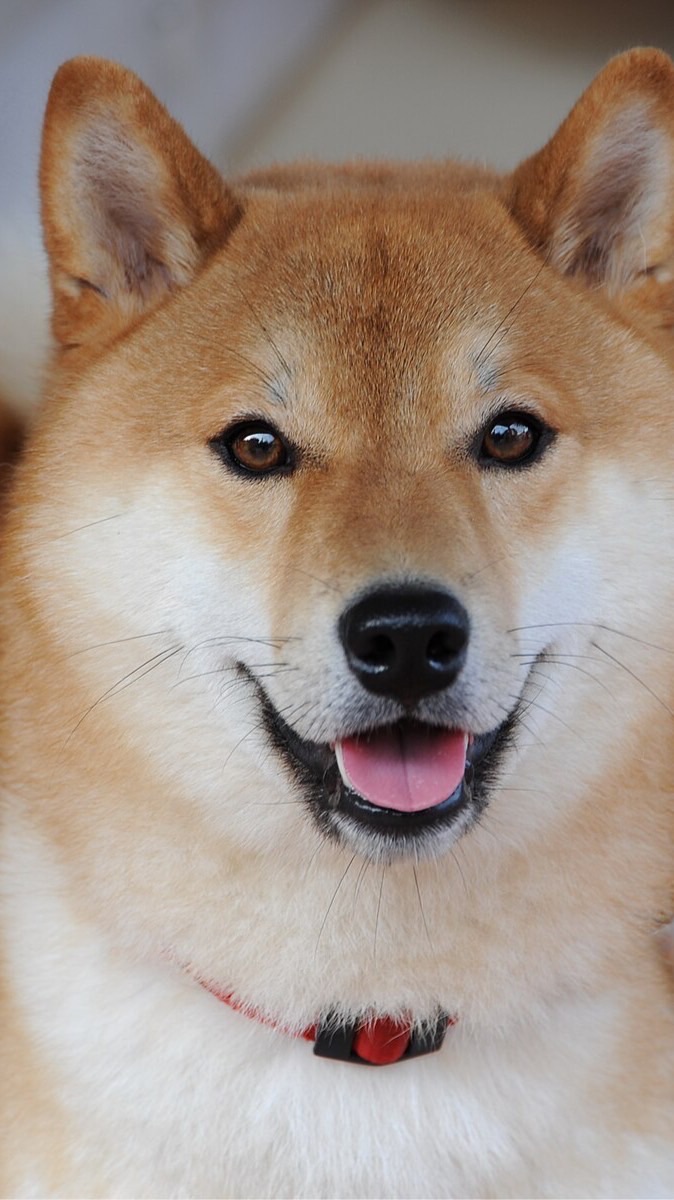 ゴルゴンゾーラ配布・交換・仲介