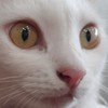 ขนมจีนน中文