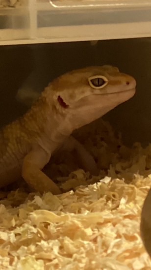 守宮群聊