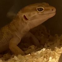守宮群聊