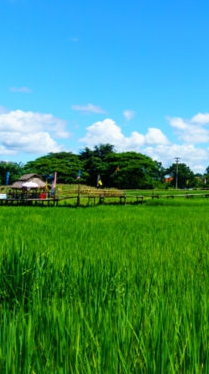 ชุมชนตำบลเกาะหวาย