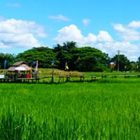 ชุมชนตำบลเกาะหวาย