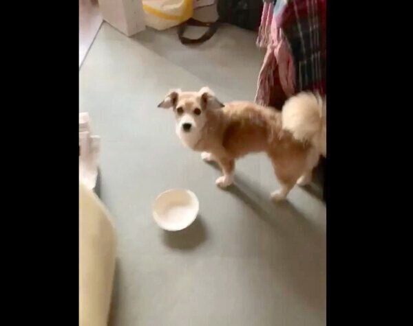 おかわりアピールがスゴい犬に胸キュン