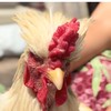 ไก่เดือยใต้ พันธุ์ใต้