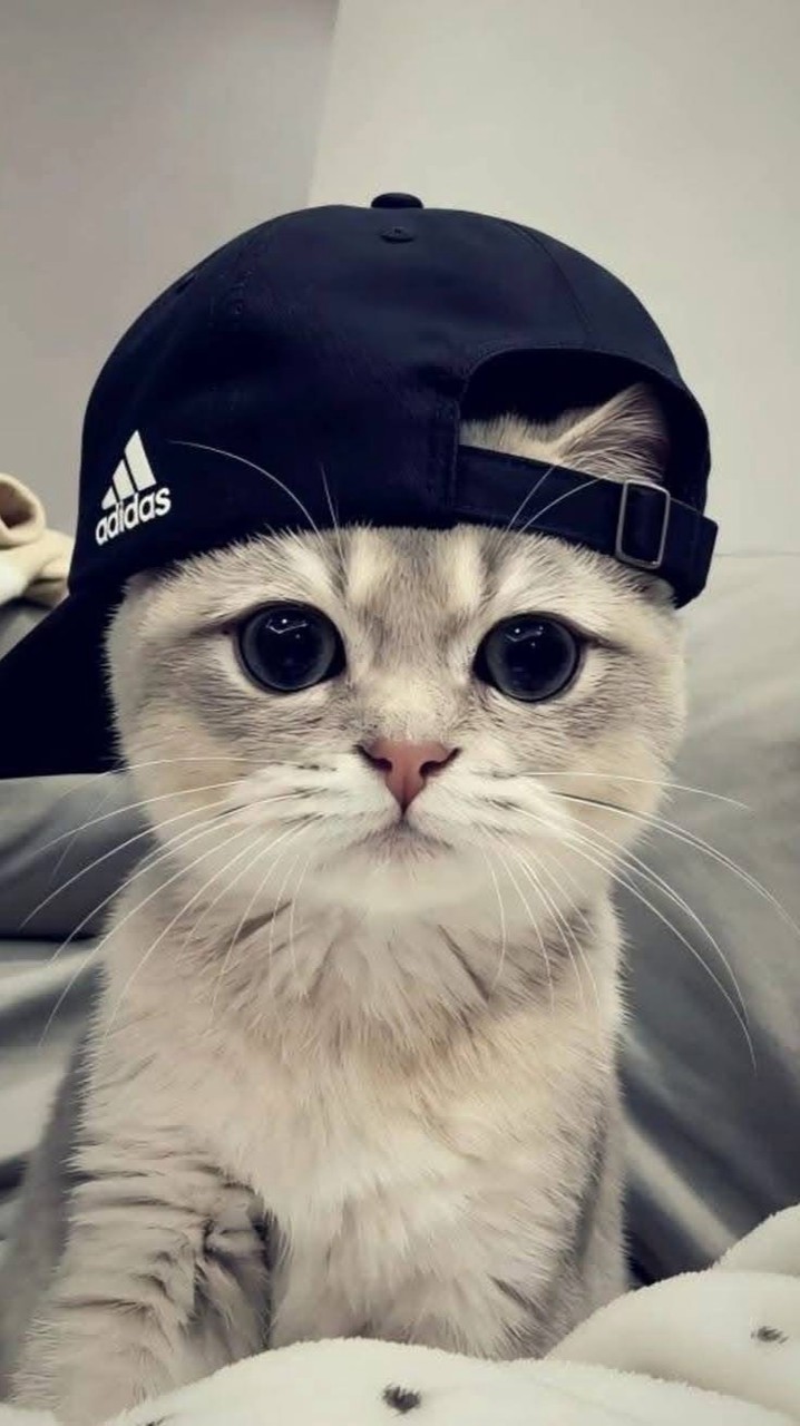 🐱มะแมว ฮ๊าฟ🐱
