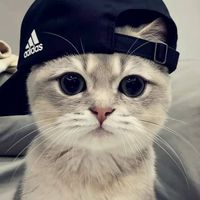 🐱มะแมว ฮ๊าฟ🐱
