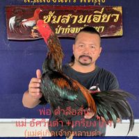 ส.แสงจันทร์ พัทลุง