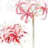 楓之谷 Artale-落花隨緣莊買賣攻略群