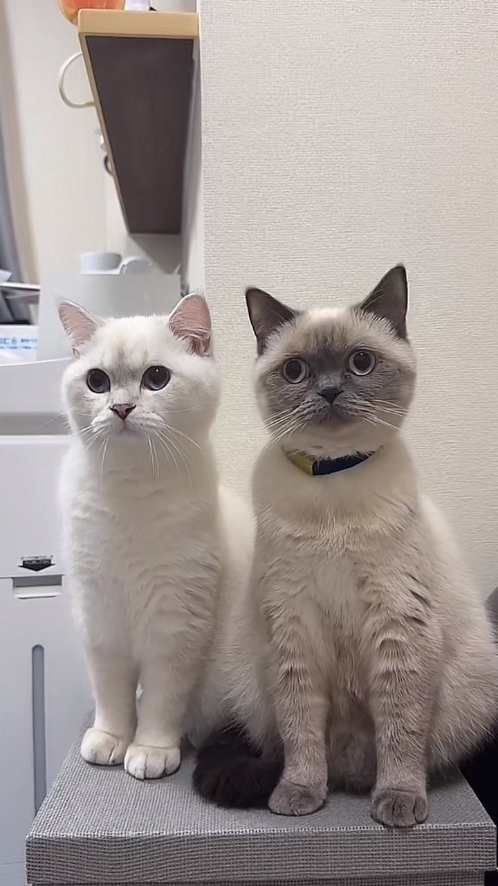 こまち&ゆきまる愛好家