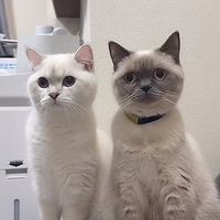 こまち&ゆきまる愛好家