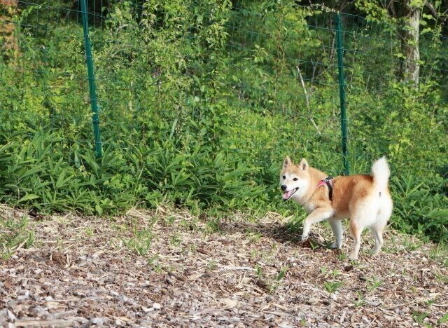 吸い寄せられるように アゴ乗せ するパグ犬 柴犬