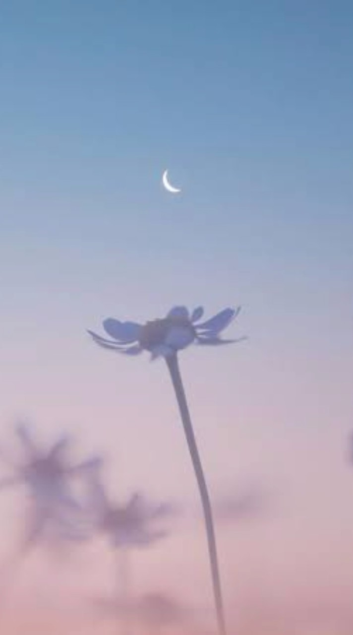 〖  HQ  〗  固 定 カ プ  ✧*｡