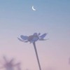 〖  HQ  〗  固 定 カ プ  ✧*｡