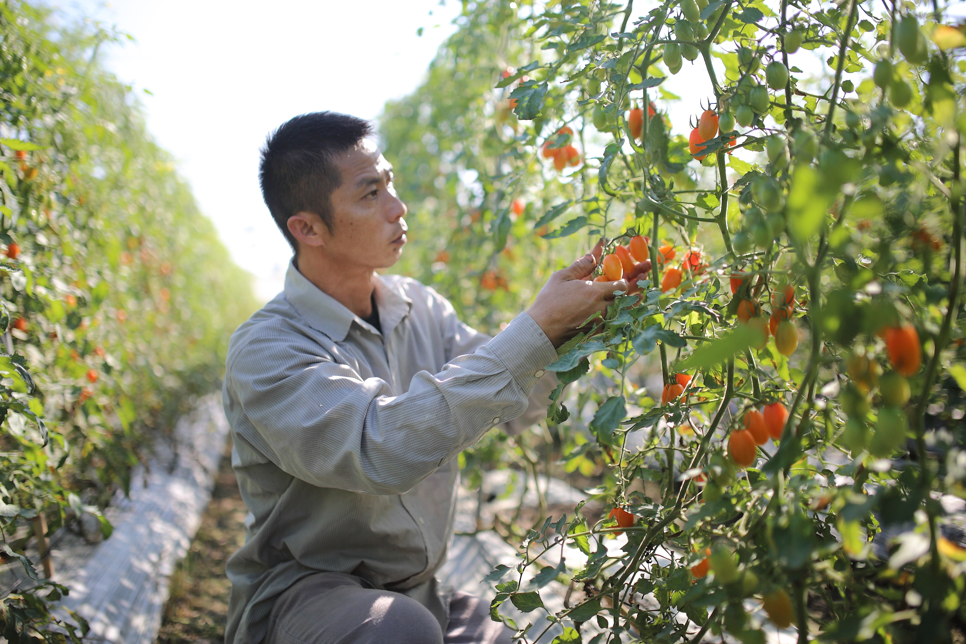 河堤農場主人林文清過去曾在日商食品公司擔任廠長，對自己的番茄園也用同樣嚴格的標準把關品質及食安。(攝影/Carter)