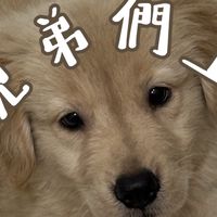 狗叫幫
