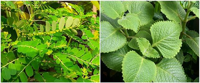 10 Tanaman Paling Bermanfaat Sebagai Obat