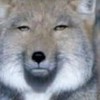 うた