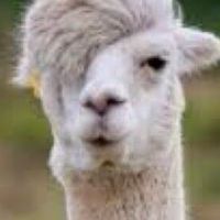 Fortnite アラフォーグループ