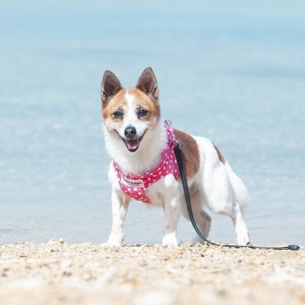 暴走モード が止まらない 走り回る子犬のコーギー