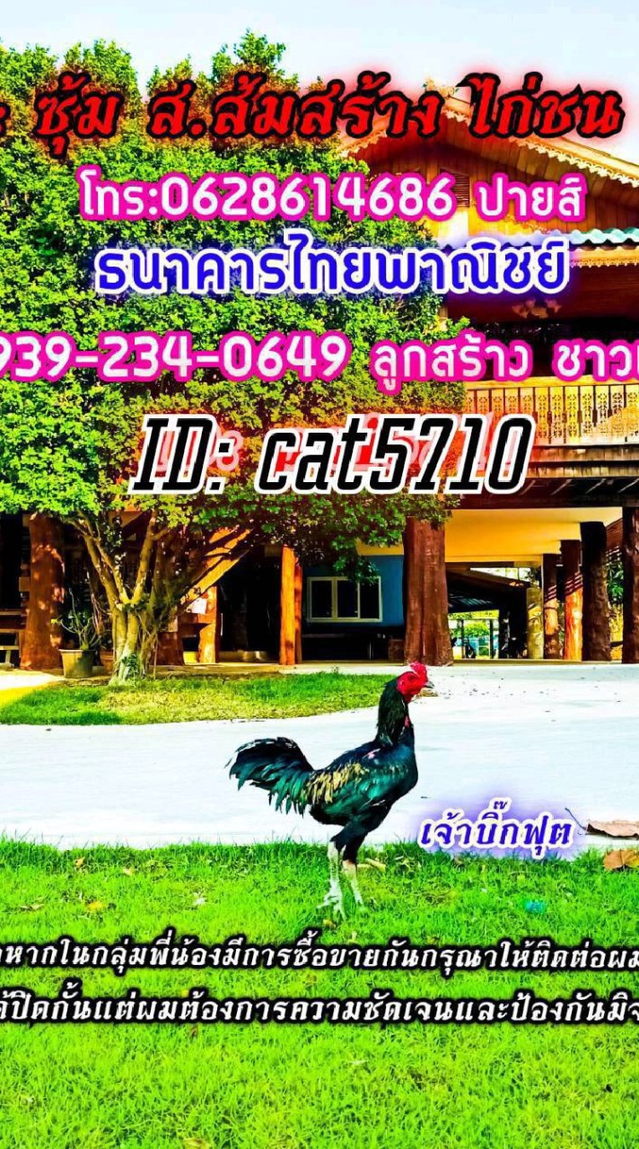 ซุ้ม ส.ส้มสร้าง ไก่ชน อุบล3.