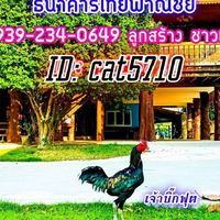 ซุ้ม ส.ส้มสร้าง ไก่ชน อุบล3.