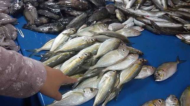 Ikan Yang Bagus Untuk Bayi Selain Salmon