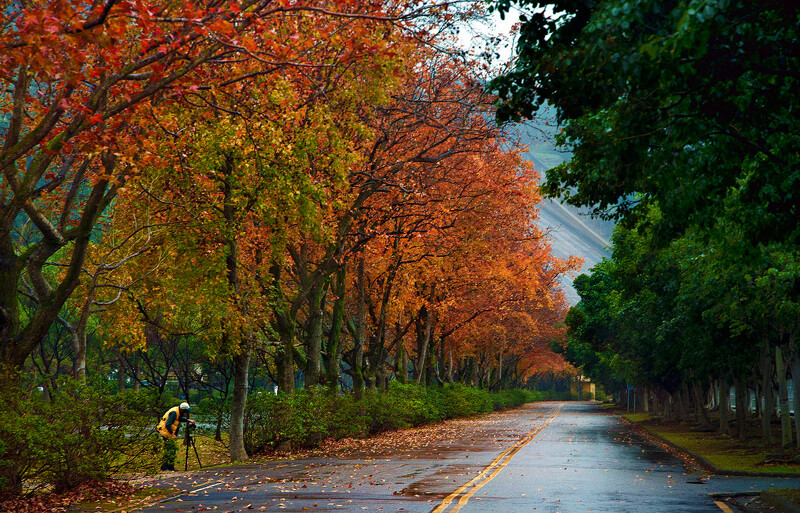 石門水庫裡的「楓林步道」根本是電影場景