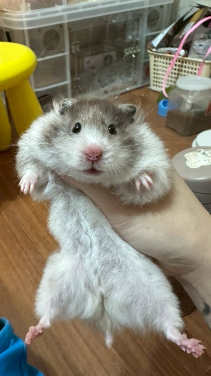 啊我鼠了🐹花枝鼠  波利鼠 一般黃金 特殊色黃金