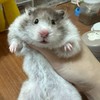 啊我鼠了🐹花枝鼠  波利鼠 一般黃金 特殊色黃金