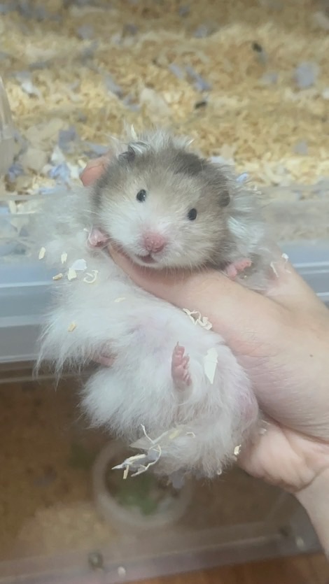 啊我鼠了🐹花枝鼠 通心粉 黃金波利