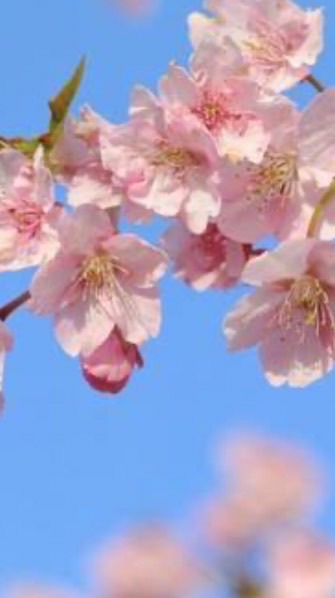 がん患者とサバイバー