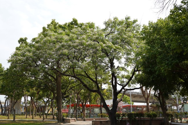 台中公園,台中東英公園,台中洋紅風鈴木,東英公園,東英公園網球場,松鼠公園,洋紅風鈴木,苦楝花,阿勃勒