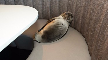 這隻飢餓的小海獅 聰明地自行上海鮮餐廳覓食！