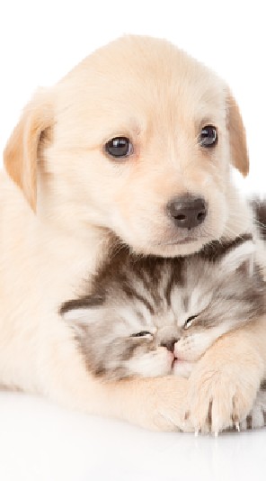 🐕🐈หมาอ้วงงงกับแมว​อ้วงงง🐈🐕