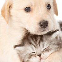 🐕🐈หมาอ้วงงงกับแมว​อ้วงงง🐈🐕