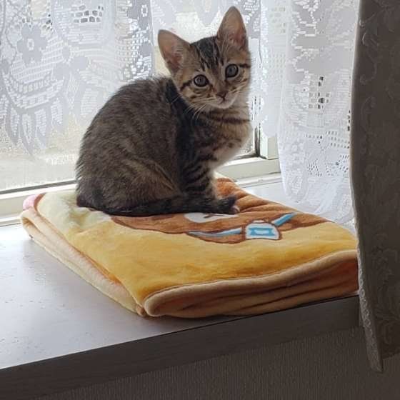 誤食に注意 猫が口に入れると危険な 植物 とは