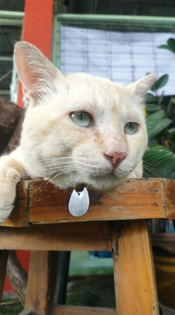 คนรักน้องไข่ตุ๋น😺🫧🫶