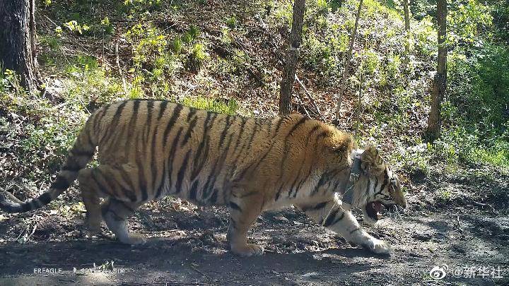 Five Newborn Siberian Tigers Make Public Appearance-Dahe.cn