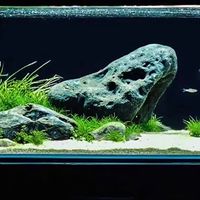 熱愛水族一群人 拒絕🪳
