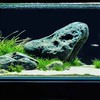 熱愛水族一群人 拒絕🪳